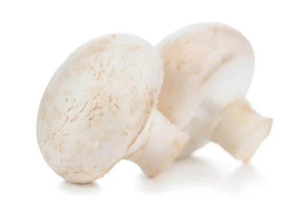 Dois Cogumelos Botão Branco Inteiro Champinhons Close Isolado Fundo Branco Imagens Royalty-Free