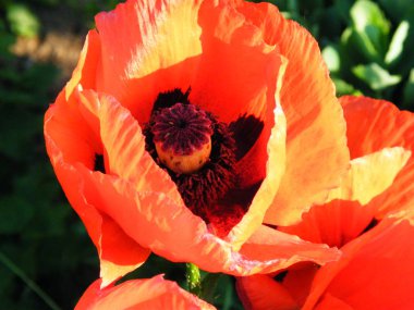 Tek haşhaş beyazda izole edilmiş.