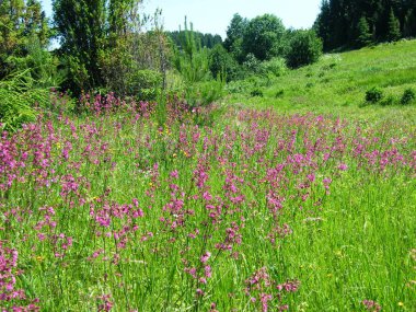 Söğüt-Herb çayır Chamerion angustifolium Fireweed Rosebay