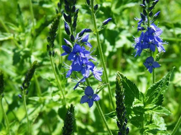 Flor del bosque Veronica filiformis — Foto de Stock