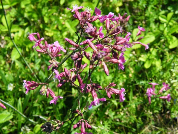 Pradera de sauce-hierba Chamerion Angustifolium Fireweed Rosebay — Foto de Stock