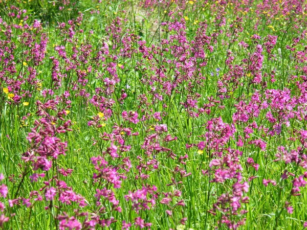 Willow-herb meadow Chamerion Angustifolium Fireweed Rosebay — Stock Photo, Image