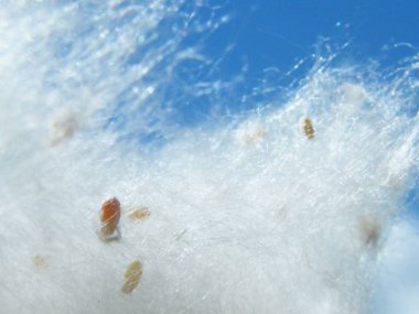 Kavak kabartmak bir arka plan üzerinde