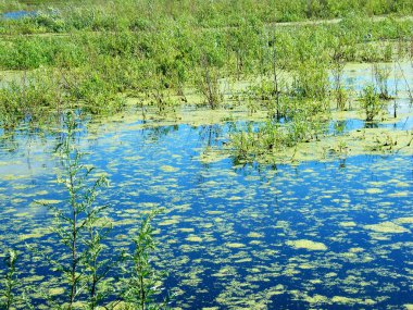 Yeşil sümük bataklık