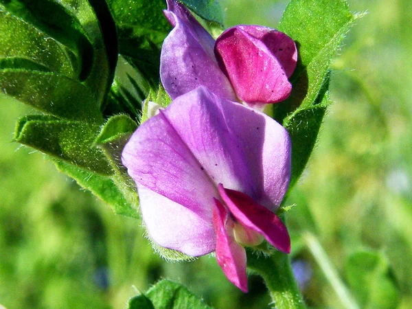 Wicken - vicia sativa — Stockfoto