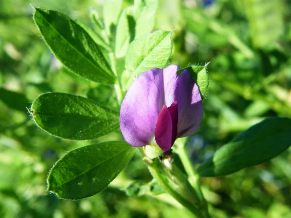 普通 vetch-vicia sativa — 图库照片