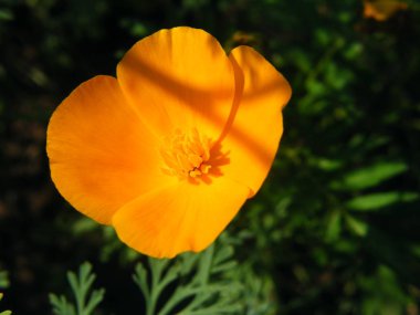 Çiçek Eschscholzia çeşitleri portre vurdu