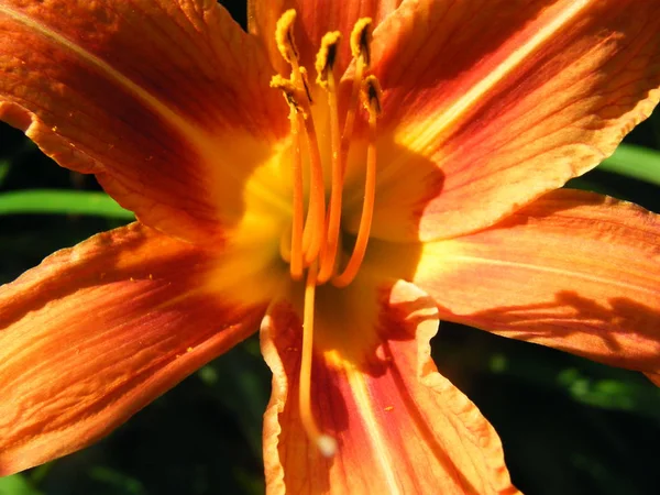 Blume hemerocallis Sorten erschossen Nahaufnahme — Stockfoto