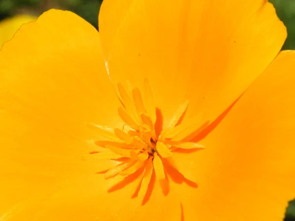 꽃 Eschscholzia 품종 근접 촬영 샷 — 스톡 사진