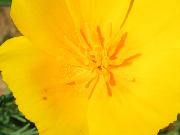 Blume eschscholzia Sorten erschossen Nahaufnahme — Stockfoto