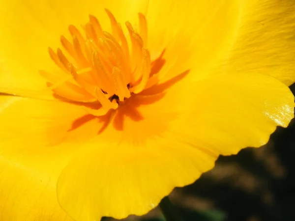 Flower Eschscholzia varieties shot closeup — Stock Photo, Image