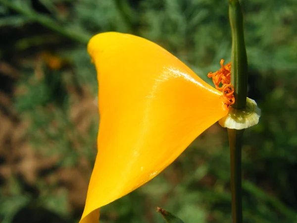 Blume eschscholzia Sorten erschossen Nahaufnahme — Stockfoto