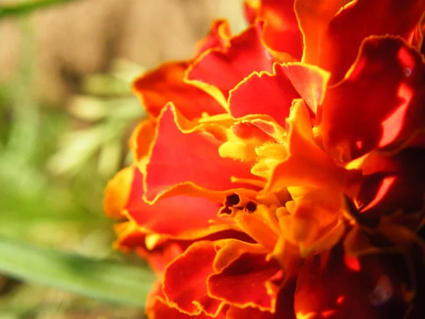 Blume Tagetes Sorten erschossen Nahaufnahme — Stockfoto
