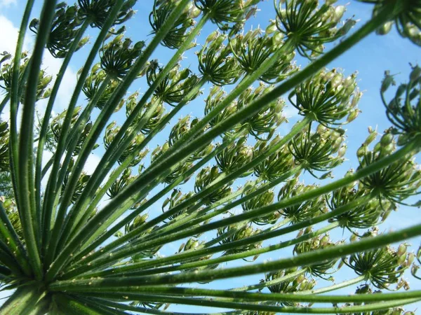 Heracleum mantegazzianum blume, kaukasus — Stockfoto