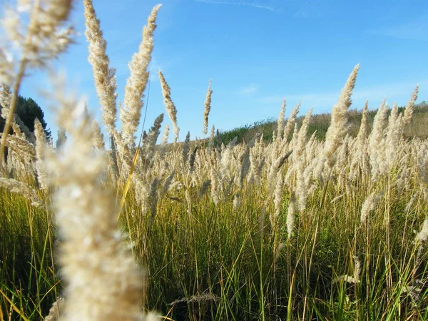 Oreilles de blé dans la forêt — Photo