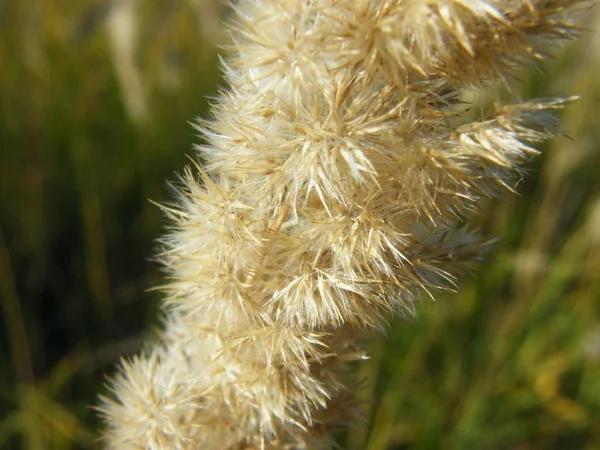 Orejas de trigo en el bosque —  Fotos de Stock