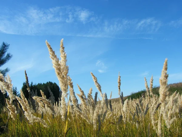 森の中の麦の穂 — ストック写真