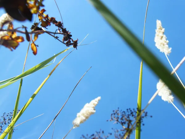 Orelhas de trigo na floresta — Fotografia de Stock