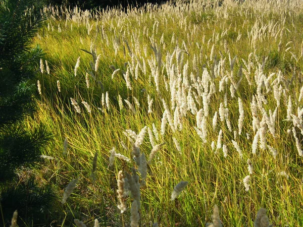 森の中の麦の穂 — ストック写真