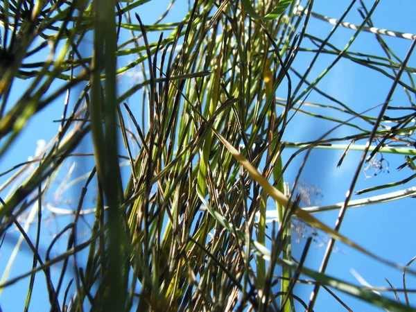 Orelhas de trigo na floresta — Fotografia de Stock