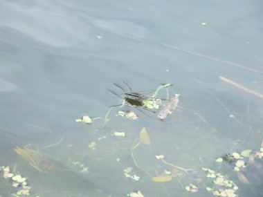 Patenciler Köyü Gölet üzerinde