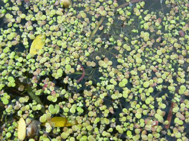 Su yüzeyinde yüzen duckweed çiçek