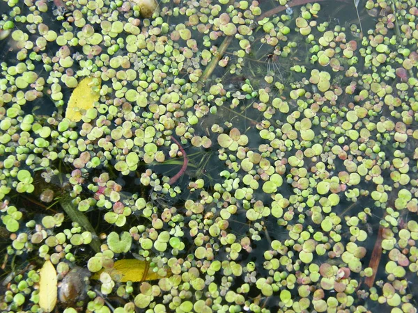 Su yüzeyinde yüzen duckweed çiçek