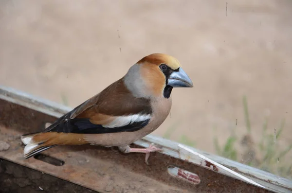 Coccothraustes in op de grond — Stockfoto