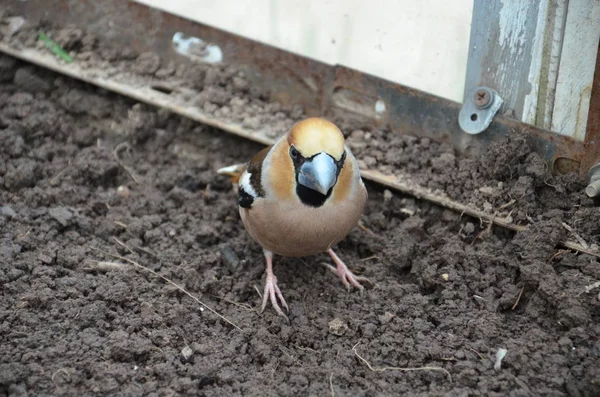 지상에 있는 Coccothraustes — 스톡 사진