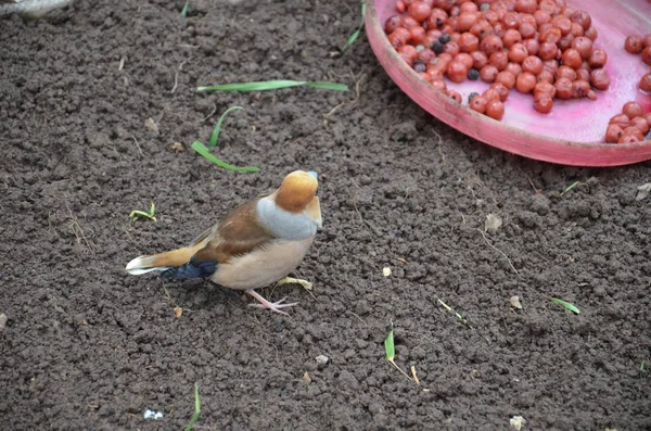 지상에 있는 Coccothraustes — 스톡 사진