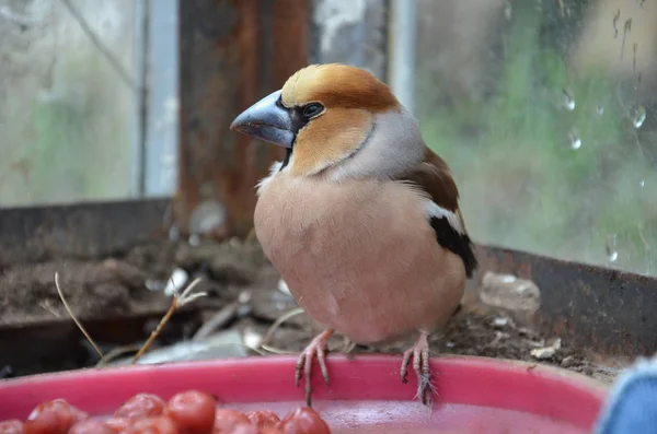 地上で Coccothraustes — ストック写真