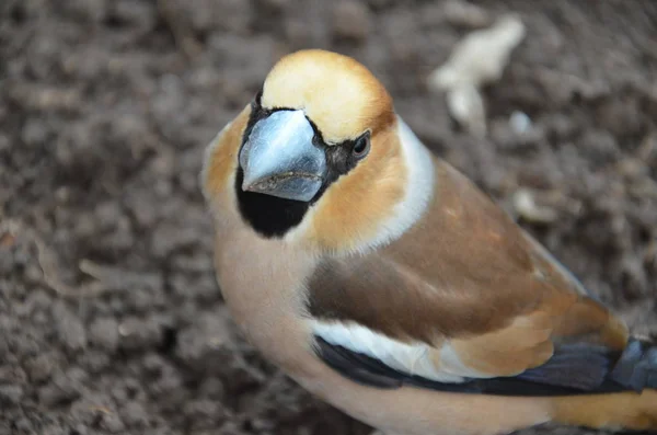 Coccothraustes το στο έδαφος — Φωτογραφία Αρχείου