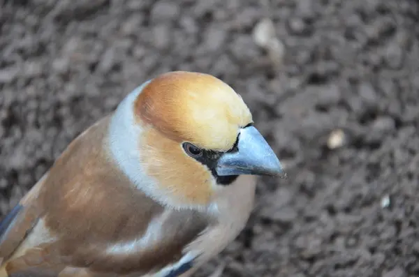 Coccothraustes no chão — Fotografia de Stock