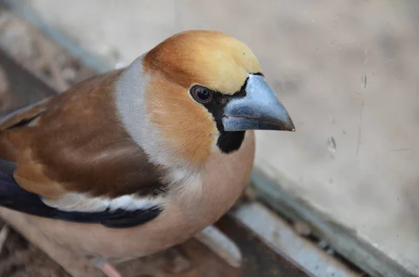 Coccothraustes no chão — Fotografia de Stock