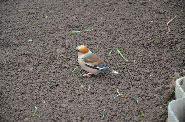 Coccothraustes v na zemi — Stock fotografie