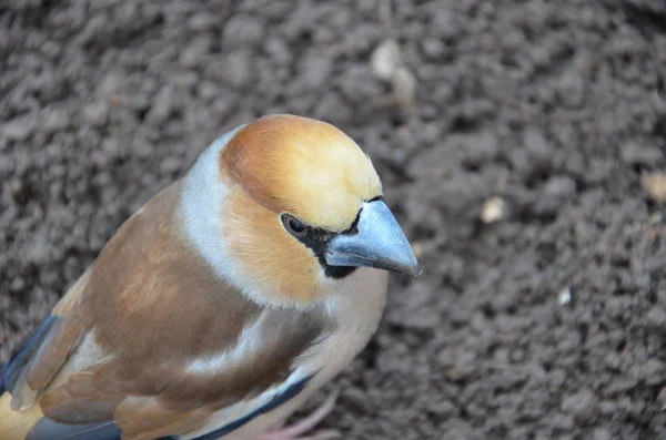 Coccothraustes no chão — Fotografia de Stock