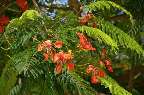 Die rote Blume von delonix regia poinciana blüht — Stockfoto