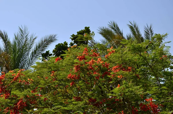 德隆尼克斯雷吉拉皮卡那的红花盛开 — 图库照片