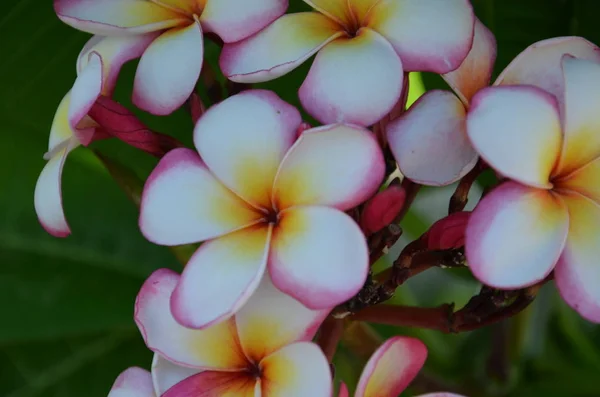 Flor de Plumeria flor tropical frangipani rosa y blanca — Foto de Stock