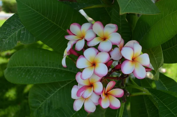 Plumeria fiore rosa e bianco frangipani fiore tropicale — Foto Stock