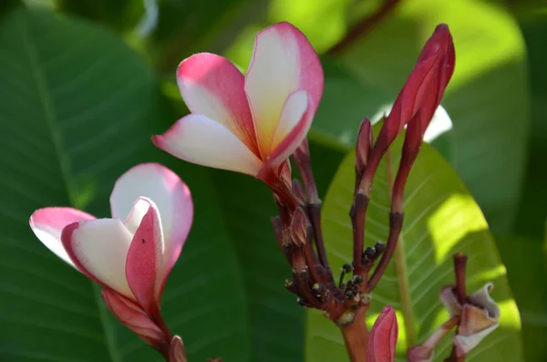 Flor de Plumeria flor tropical frangipani rosa y blanca — Foto de Stock