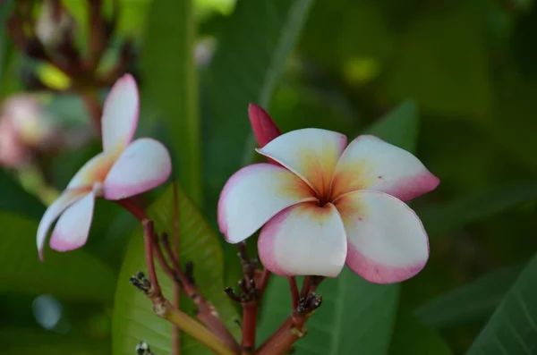 Plumeria blomma rosa och vita frangipani tropisk blomma — Stockfoto