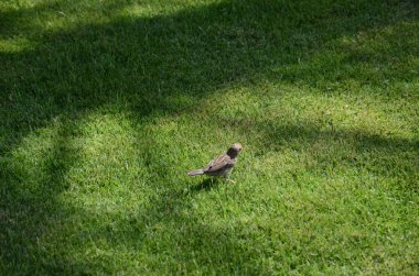 Mısır'daki evi serçe