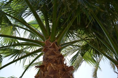 Bir büyük turistik Merkezi, Sharm El Sheikh sokaklarında manzara