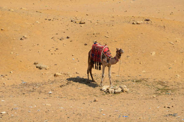 Pyramid in sand dust under gray clouds
