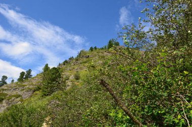 Altay Dağları için seyahat