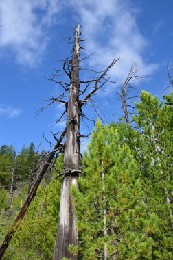 Altay Dağları için seyahat