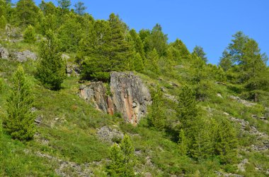Altay Dağları için seyahat