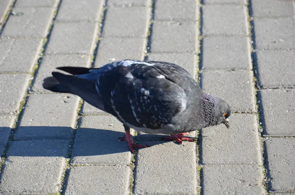 Pigeon gris. Beau pigeon gros plan . — Photo