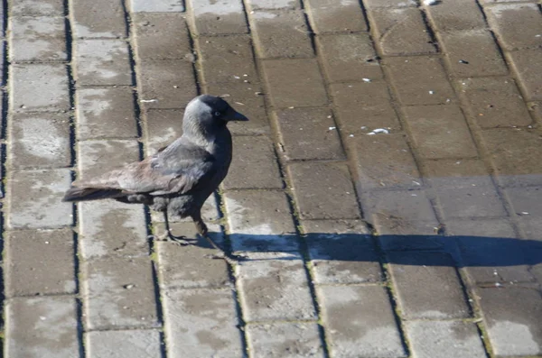 Pigeon gris. Beau pigeon gros plan . — Photo